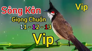 Chào Mào SÔNG KÔN, Luyện Chào Mào Học Giọng Sông Kôn Chuẩn Không Tạp Âm