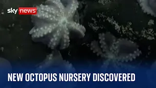Scientists discover never-before-seen deep sea octopus nursery