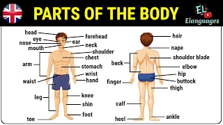 Parts of the body in English - Human body parts names vocabulary