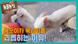 복남이, 복순이에게 제일 만만한 상대가 된 이유! I TV동물농장 (Animal Farm) | SBS Story