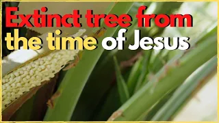 Extinct tree from the time of Jesus rises from the dead