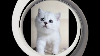 Милые котики и смешные котята 2019 Скоттиш фолд и Скоттиш страйт / Фото котят 😻 Cute kittens