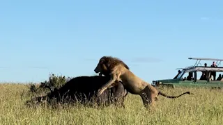 Lions catching buffalo