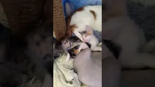 САМОЕ МИЛОЕ ВИДЕО!!!! 🐭🐱🐨🐰🐻‍❄️