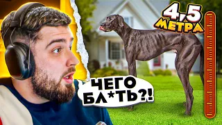 HARD PLAY РЕАКЦИЯ 10 АНОМАЛЬНО БОЛЬШИХ СОБАК В МИРЕ - ЗОМБИ ЧЕЗ