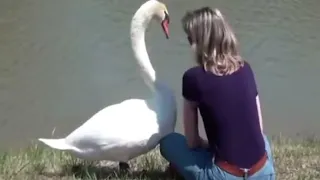 Girl Fed Swans for Years. Then One Day, They Gave Her an Unexpected Gift in Return!