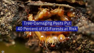 Invading Forest Pests Threaten 40 Percent of US Forests