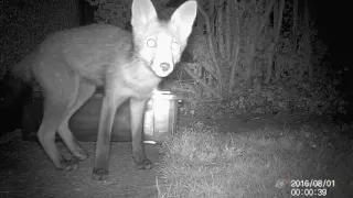 Wildlife Trail Camera Fox Night Footage