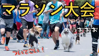 愛犬と一緒にマラソン大会に出場したら最高すぎた！【シェルティ】