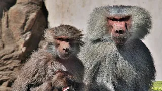 Real Life Baboon Gang Steal Cars, Handbags and Antagonize Humans | Baboon Bandits | Real Wild