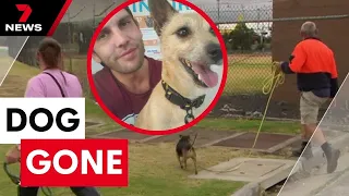 Extraordinary mission to find missing dog after airport escape | 7 News Australia