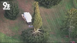 The Rockefeller Christmas tree is from Maryland