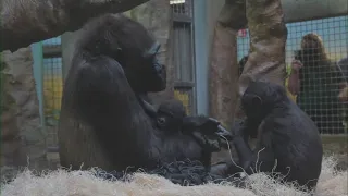 Cleveland Metroparks Zoo share update on baby gorilla Jameela's progress amid fostering effort