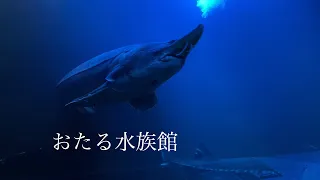 夜のおたる水族館に行ってきた！