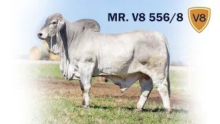 Mr. V8 556/8 Brahman Bull Selling in Jones Cattle Company Sale