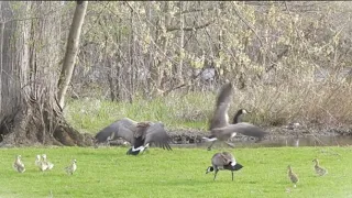 Father goose getting defensive | Goslings