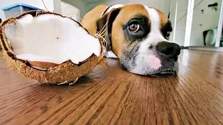 Coconut Oil is Good for Dogs, But What About Coconuts?