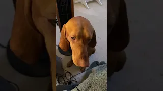 You can’t reason with a Vizsla