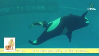 La menopausia, en las orcas...   CIENCIA AL MARGEN con Pablo Chiarelli