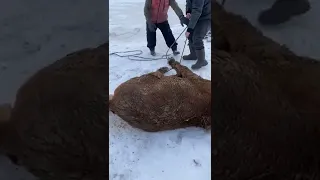 қалай малдың аяғын байлау , как завязывать ноги при забой