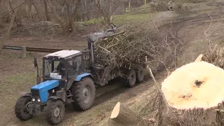 2023-03-01 г. Брест. Обрезка и спил старых деревьев. Новости на Буг-ТВ. #бугтв