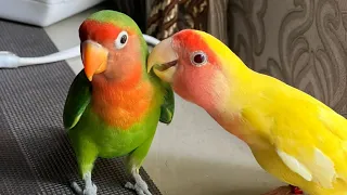 Lovebird talking😍 | tame Lovebird | Lovebirds talking and singing
