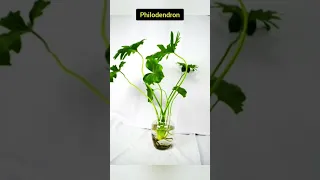 Best 7 indoor plants that can easily grow in water