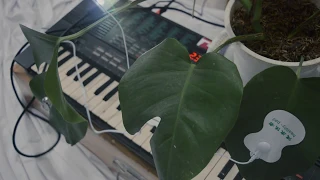 PLANT PLAY SYNTHESIZER IN REAL TIME WITH MIDI BIODATA SONIFICATION DEVICE