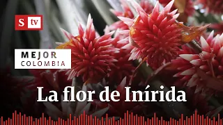 Así se evitó la desaparición de la flor de Inírida| Pódcast Semana