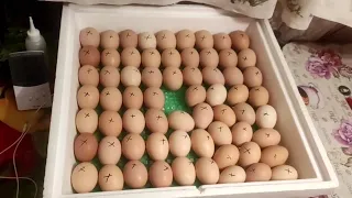 Режим інкубації куриних яєць в інкубаторі Квочка. Інкубація куриних яєць при відключенні світла.