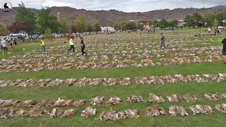 ¿Por qué agricultor australiano no come carne de conejo salvaje? lidiar con liebres invasoras