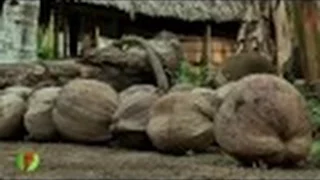 Cultivo de Coco en Urabá (Colombia), Cultivos Familiares - TvAgro por Juan Gonzalo Angel