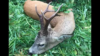 СУПЕРМЕГАТРОФЕЙ КОСУЛИ С ПОДХОДА. В СТРАНЕ КОСУЛЬ Ч3.Roebuck hunting.