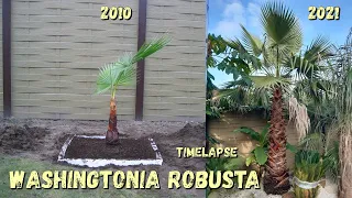 11 Years Timelapse of my Mexican fan palm @ Belgium