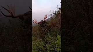 BIG BULL MOOSE CHARGES HUNTERS! #shorts #archery #hiking #hunting #outdoors