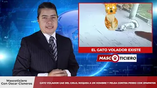 Gato cae del cielo , Noquea a Hombre y Lucha contra perro con Zapatos | Noticias de Animales