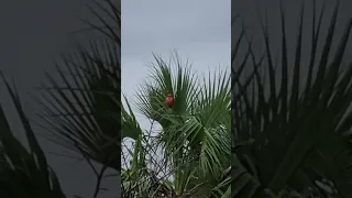 vermillion flycatcher rockport texas Nov 11 2023