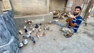 Sb Pigeons ko Bahir Khola Aj😍