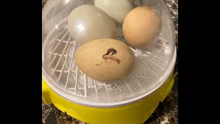 7 Egg Incubator Test (Will They Hatch?)