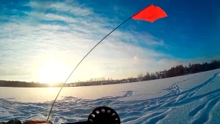 Простая зимняя рыбалка по первому льду. Ловля окуня и щуки на балансир. Жерлицы на щуку.