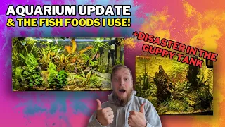 Back from holiday to problems in the XL livebearer tank + FEEDING all my fish and the foods I use!