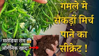 गमले मे सैकड़ों मिर्च पाने का सीक्रेट तरीका | Best Organic Fertilizer And Chilli Plant Care in Hindi