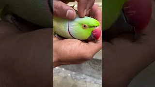 Cute Loving Parrot 🥰🥰 #mithu #youtubeshorts #shortvideo Talk careing