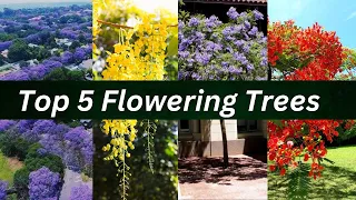 Top 5 Flowering Trees || Best Flowering Trees || Fastest Growing Trees || Best trees In India ||