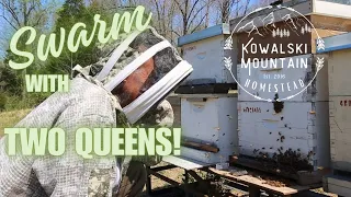 We Caught a Swarm OR a Swarm Caught Us? | Honeybees Move into Apiary | Swarm Traps