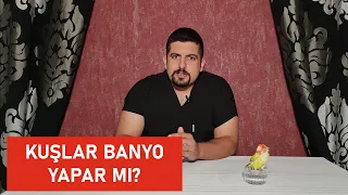 Muhabbet Kuşları Yıkanır mı? Banyo Nasıl Hazırlanmalıdır?