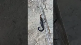 A Highly Venomous Scorpion