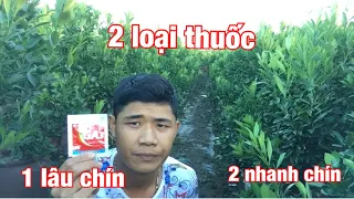 Chia sẻ kích to quả cho quất - chống rụng - nhanh chín