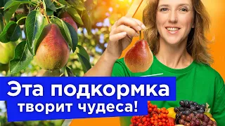 НАСЫПЬТЕ В ПРИСТВОЛЬНЫЙ КРУГ ПЛОДОВЫХ ЭТОТ ПОРОШОК, и в следующем году ветки будут усыпаны урожаем