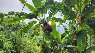 Go into the forest to find bananas to sell. When I returned, the woman who helped me brought food